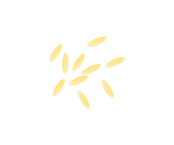 Spiga Langue d'oiseau